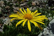 23 Erba regina (Telekia speciosissima )